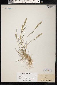 Rostraria cristata image
