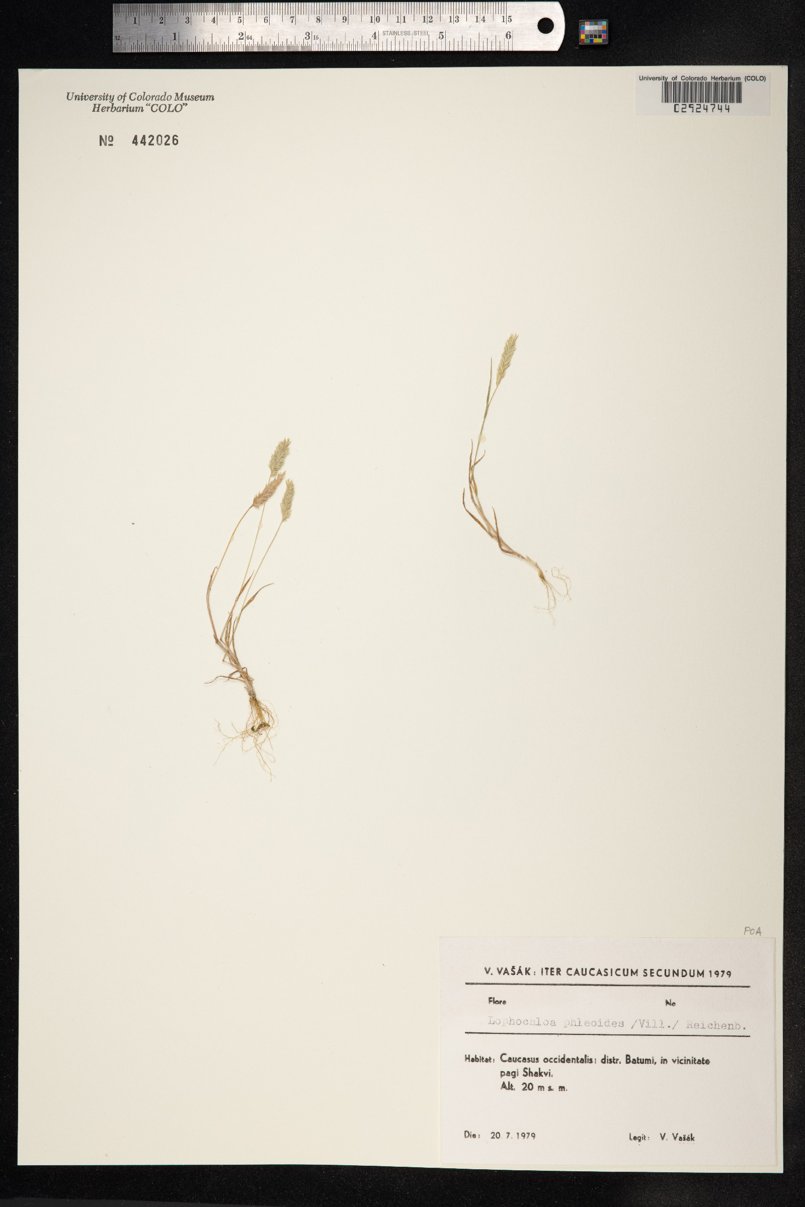 Rostraria cristata image