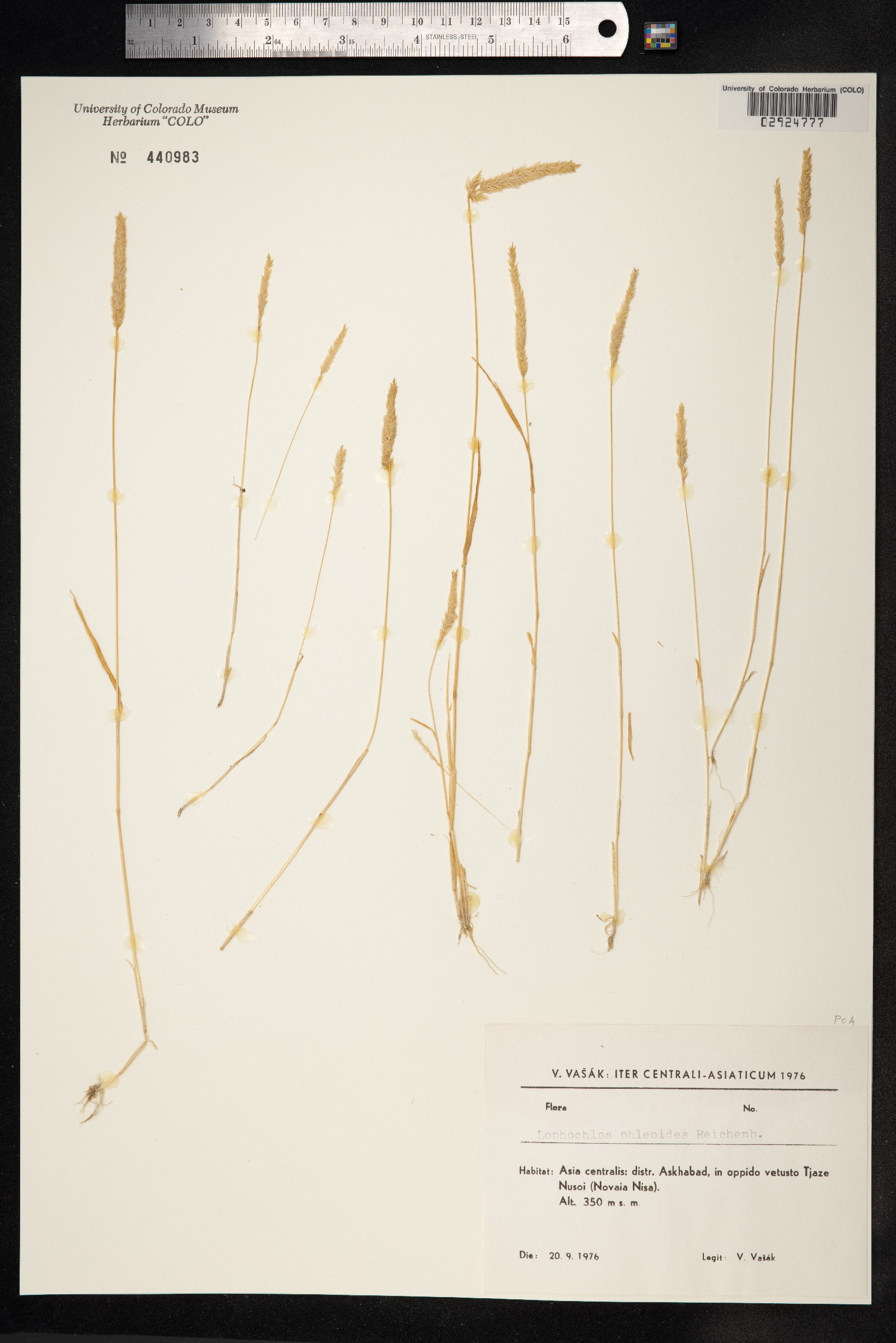 Rostraria cristata image