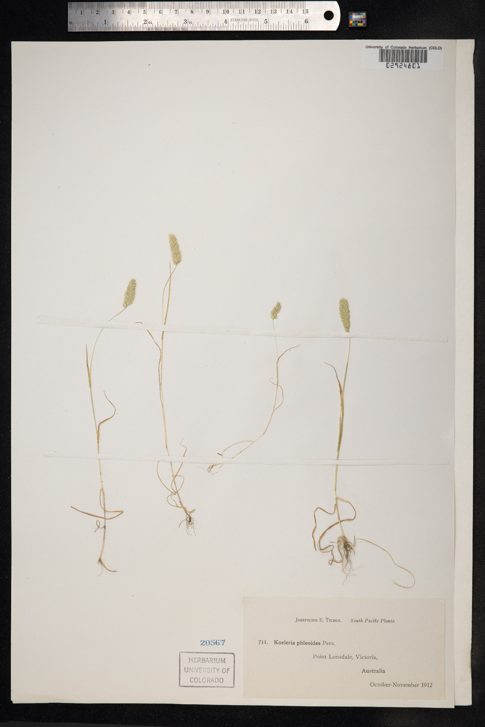 Rostraria cristata image