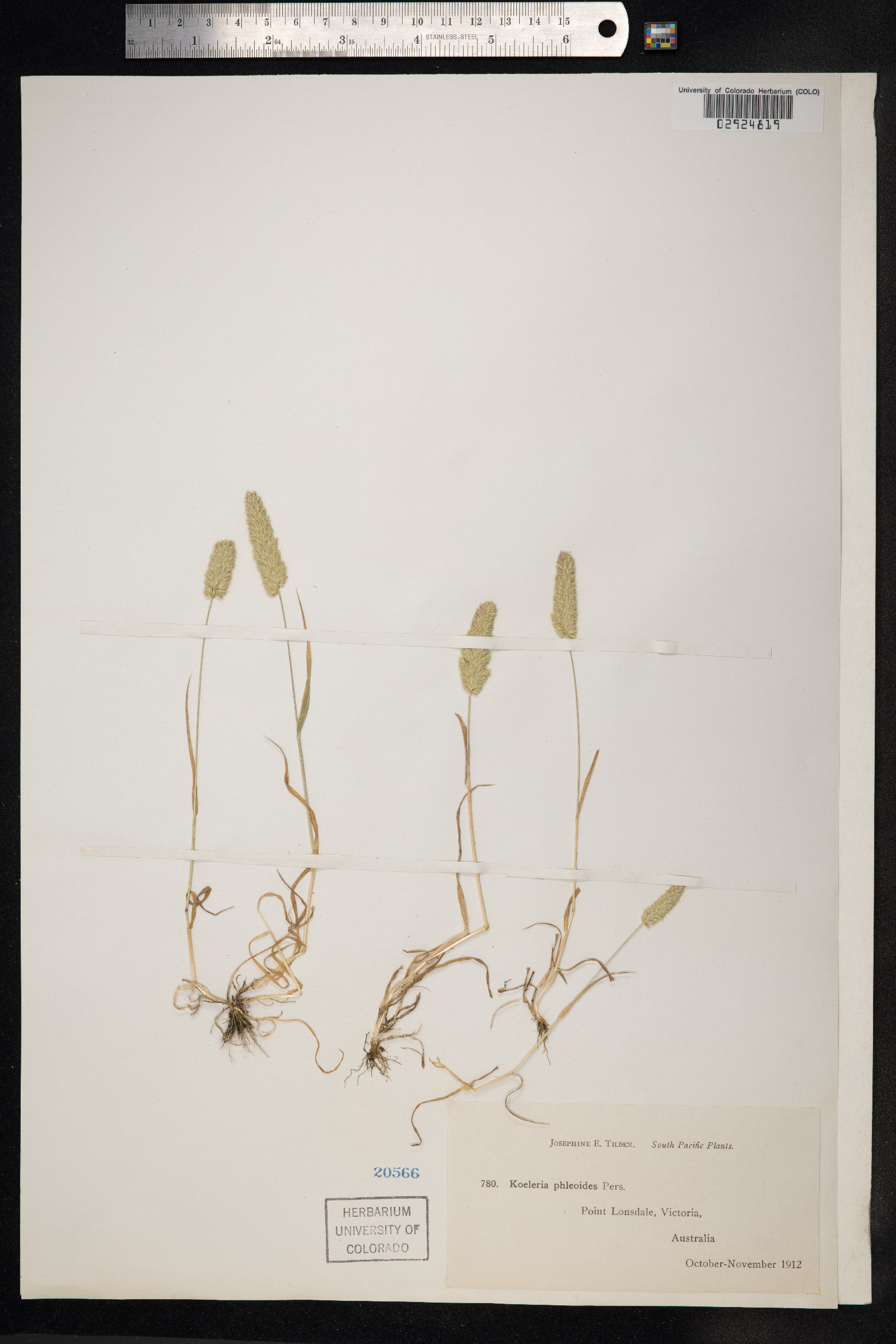 Rostraria cristata image