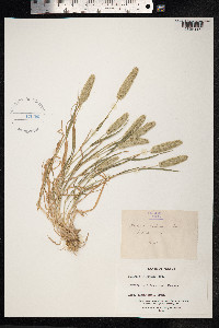 Rostraria cristata image