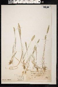 Rostraria cristata image
