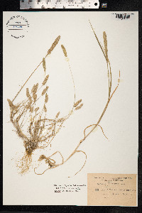 Rostraria cristata image