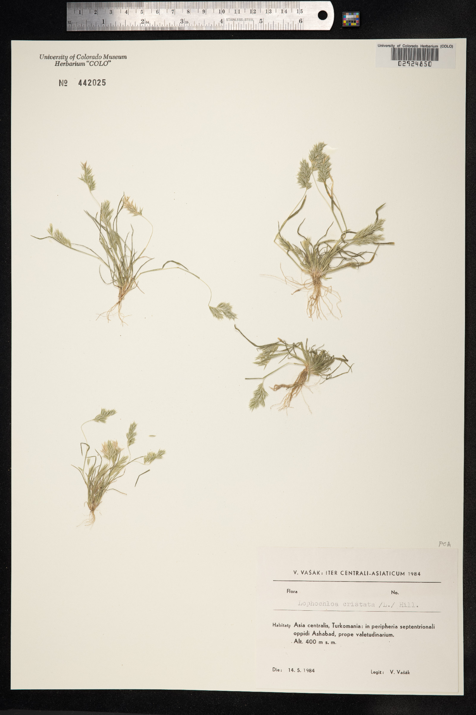 Rostraria image
