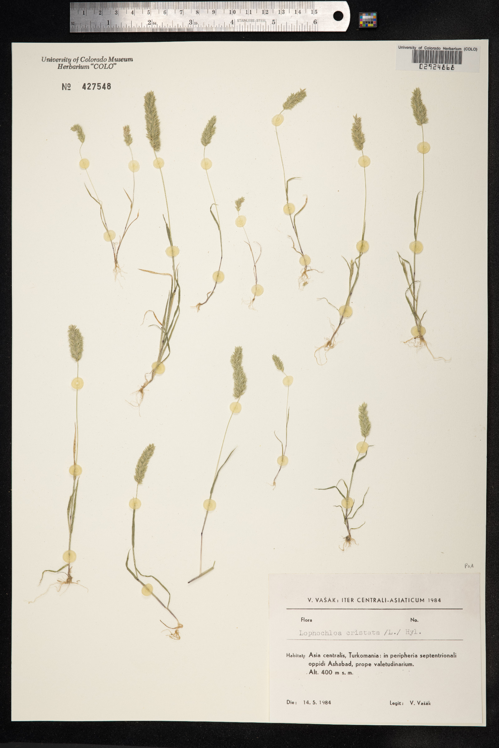 Rostraria cristata image