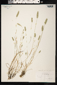 Rostraria cristata image