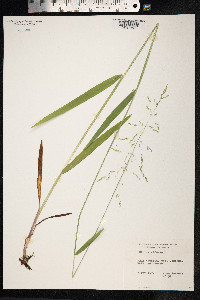 Milium effusum image