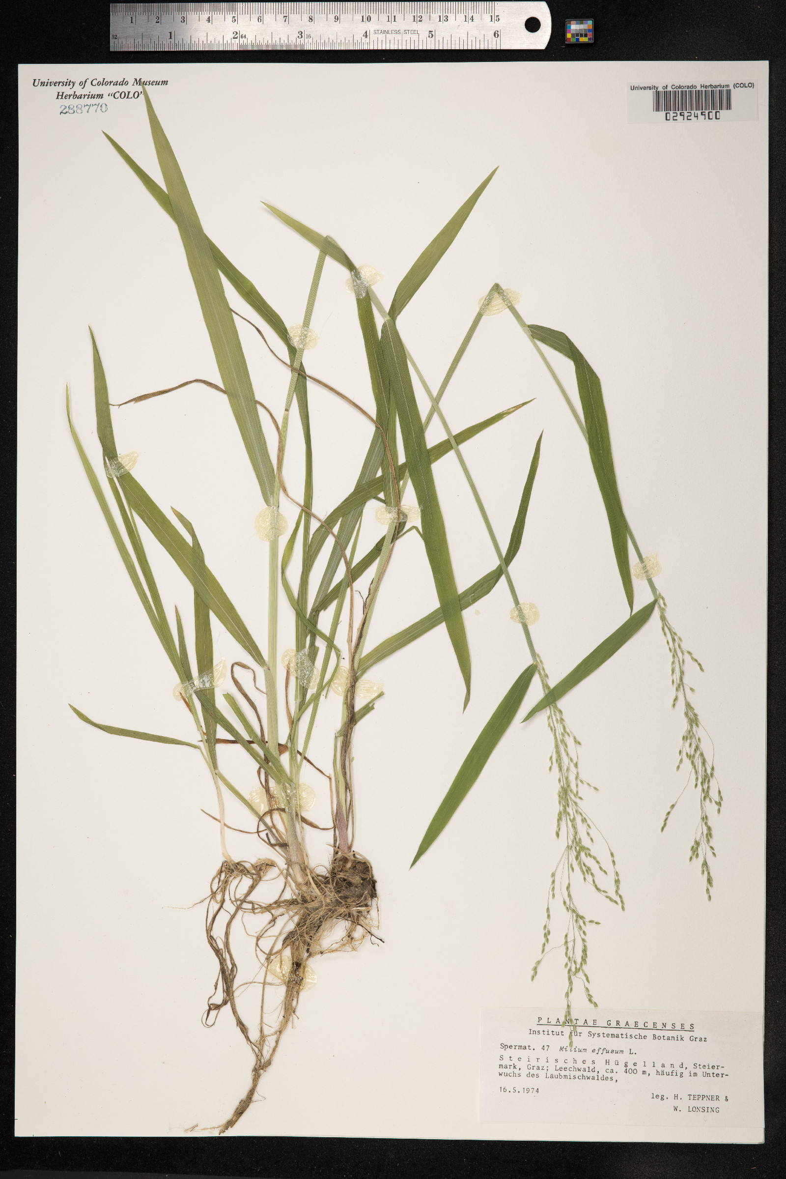 Milium effusum image