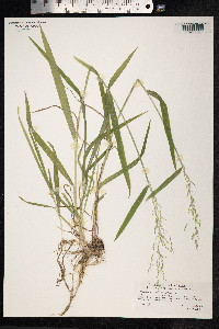 Milium effusum image