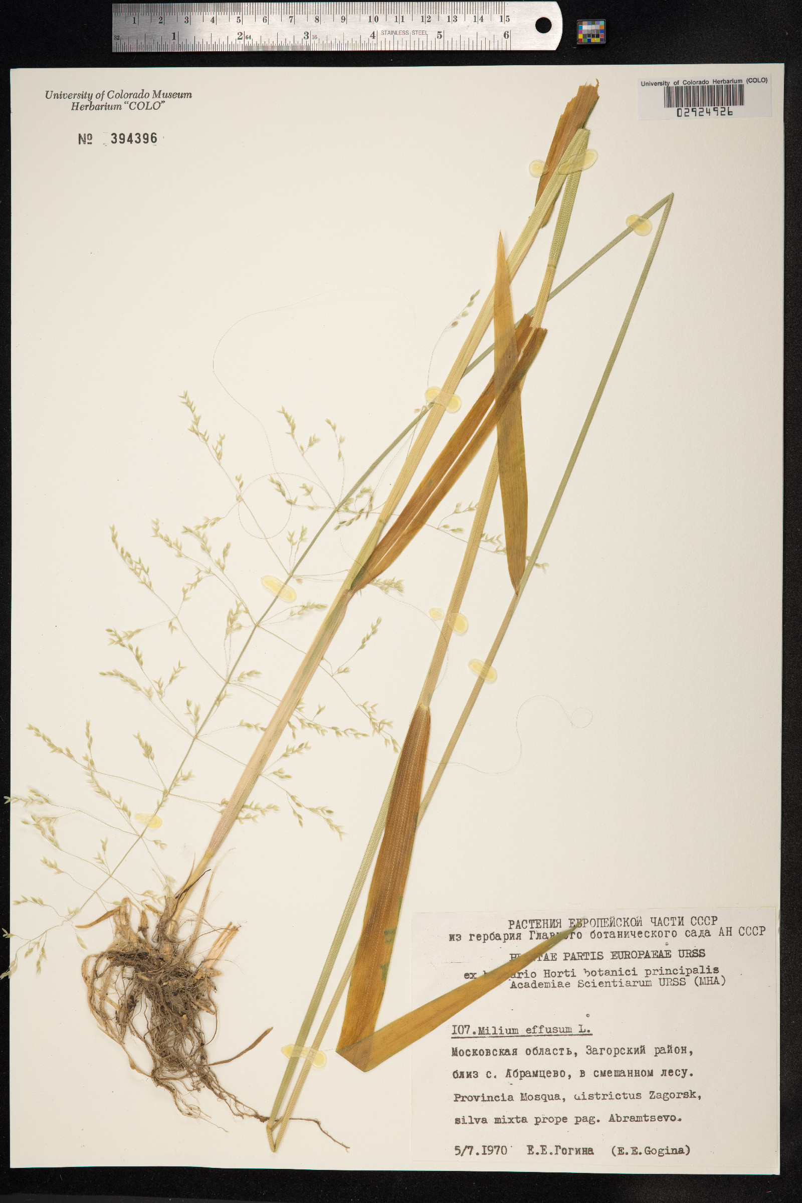 Milium effusum image