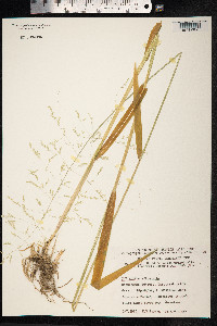 Milium effusum image