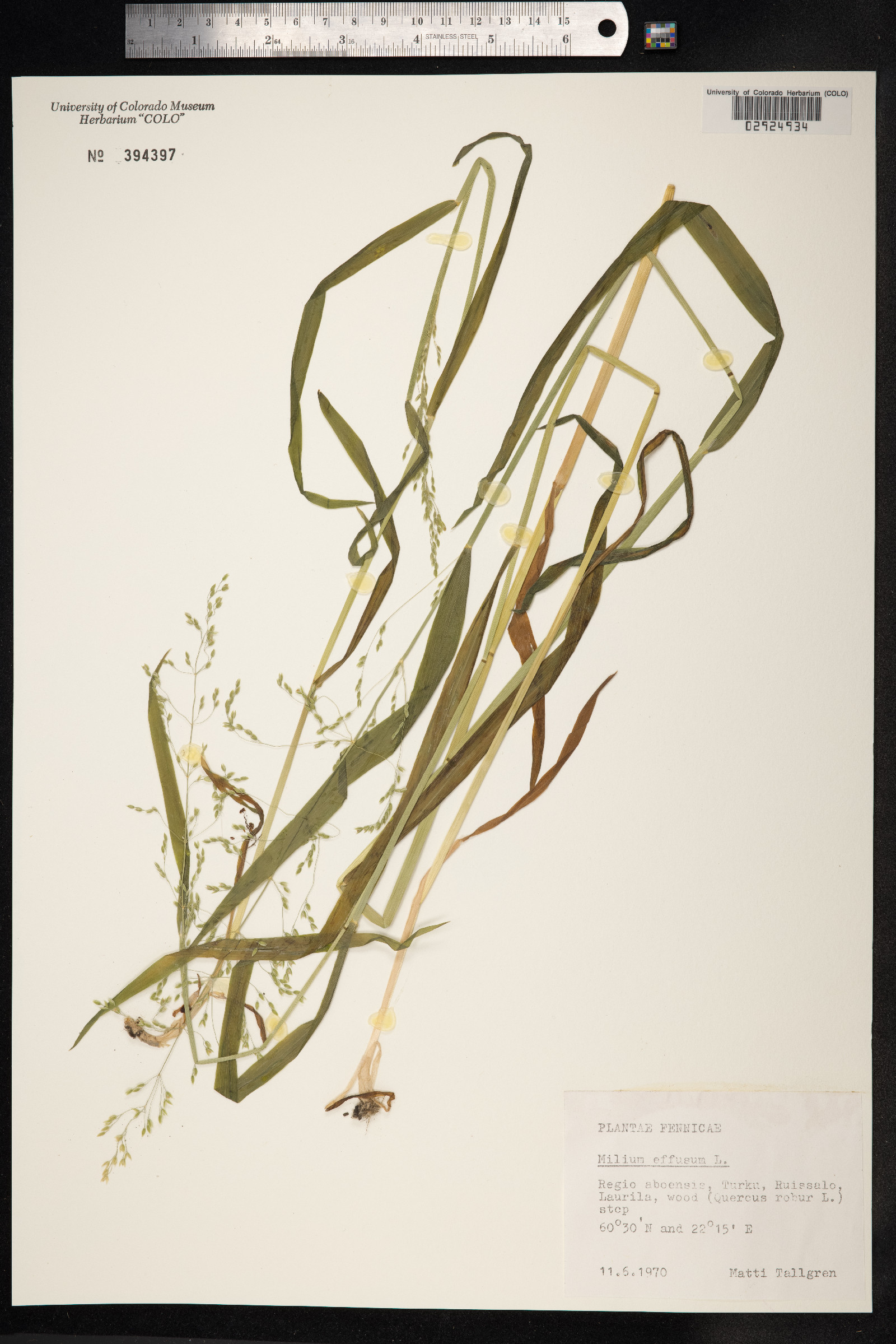 Milium effusum image
