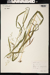 Milium effusum image