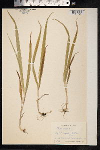 Milium effusum image