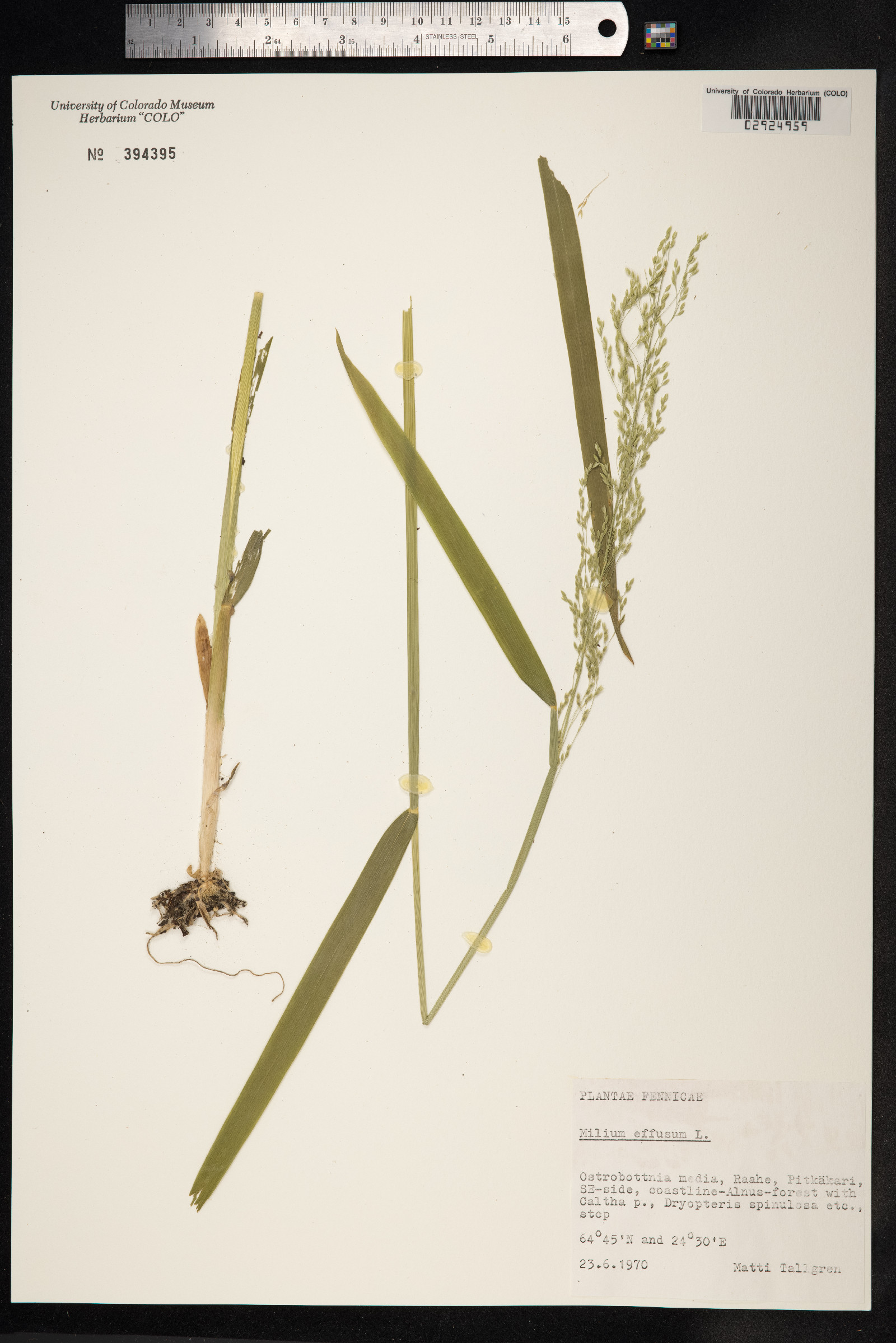 Milium effusum image