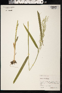 Milium effusum image