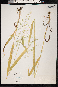 Milium effusum image