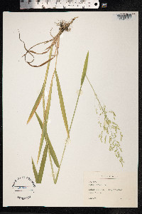Milium effusum image