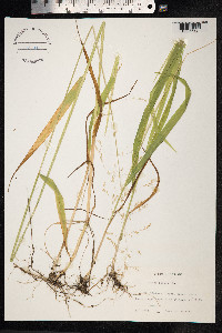 Milium effusum image