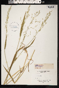 Milium effusum image