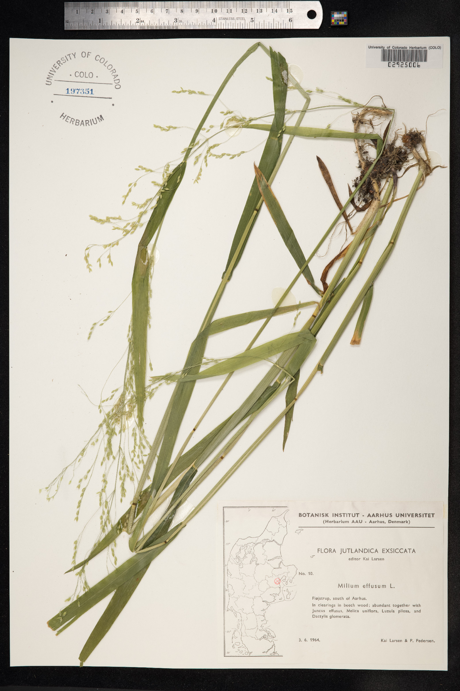 Milium image