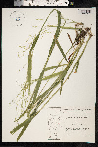 Milium effusum image
