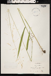 Milium effusum image
