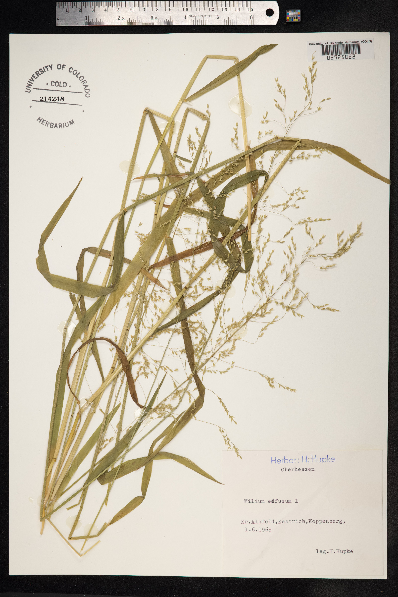 Milium effusum image