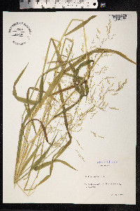 Milium effusum image