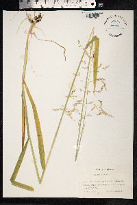 Milium effusum image