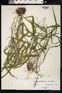 Milium effusum image