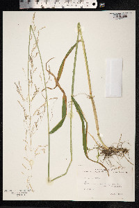 Milium effusum image