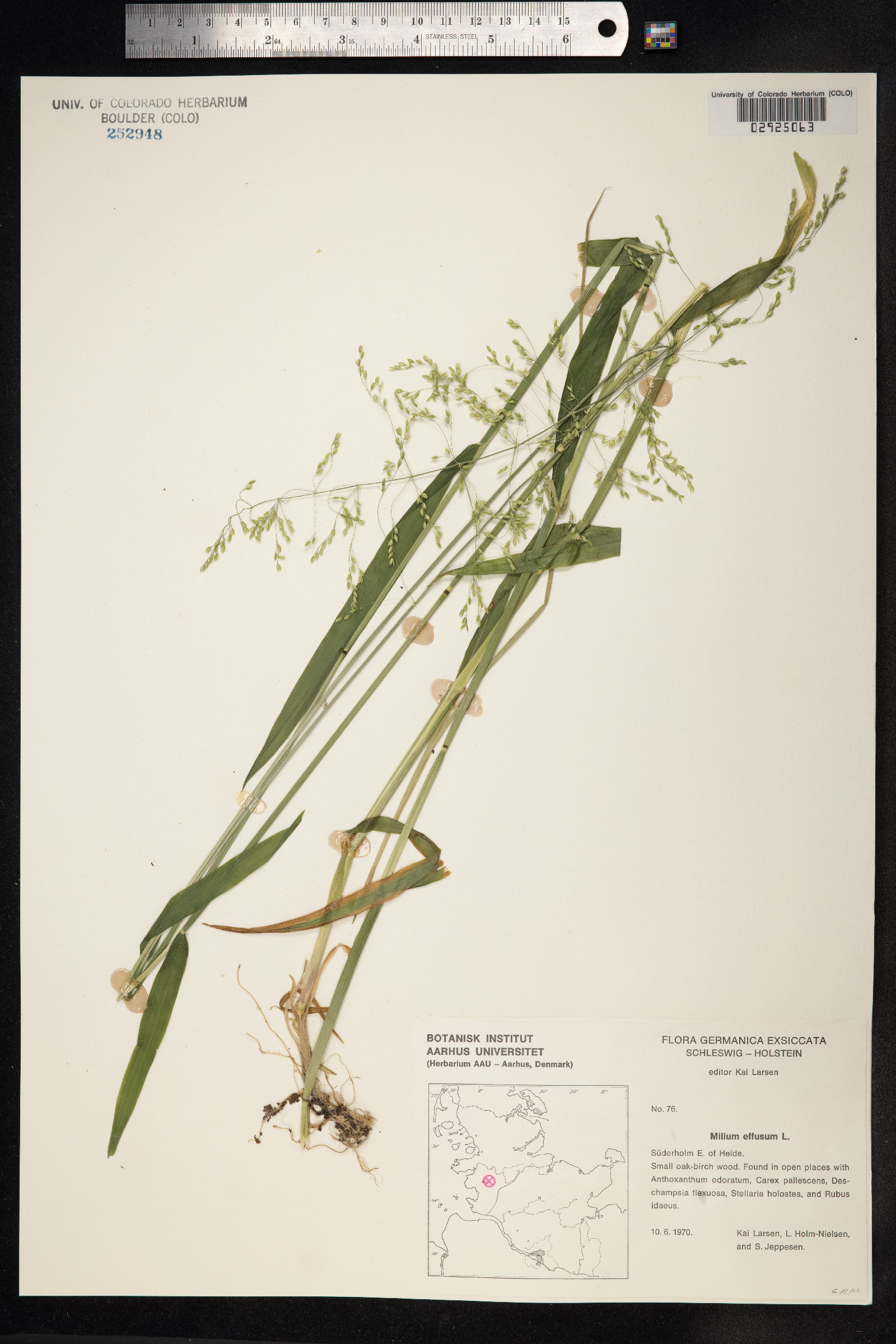 Milium effusum image
