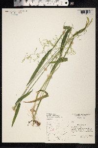 Milium effusum image