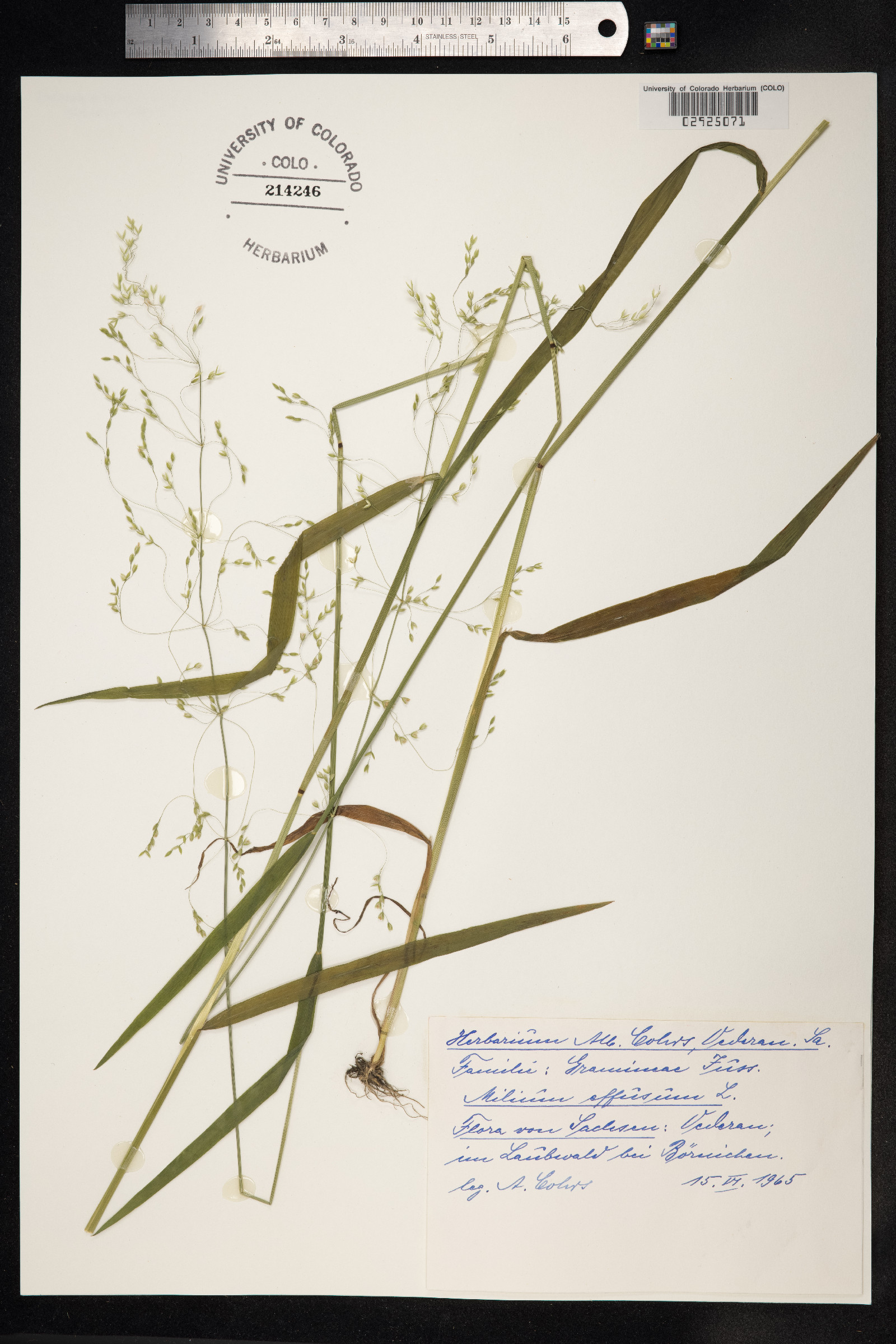 Milium effusum image