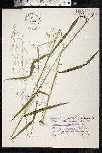 Milium effusum image