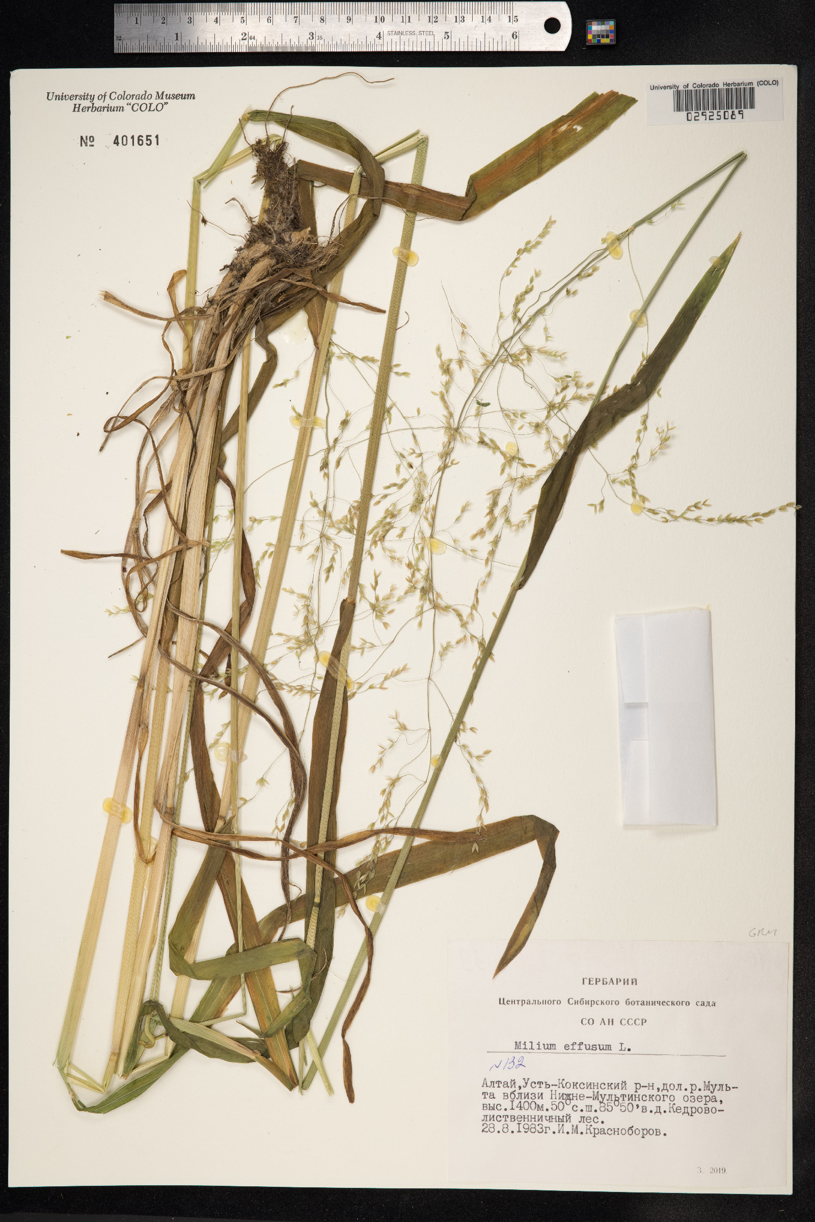 Milium effusum image