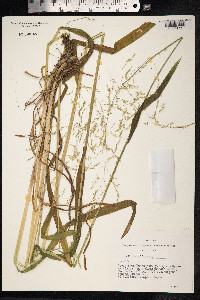 Milium effusum image