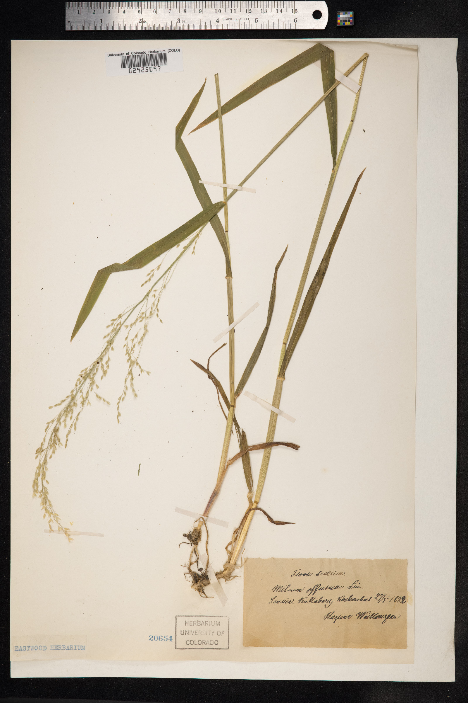 Milium effusum image