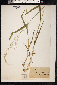 Milium effusum image