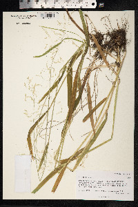 Milium effusum image