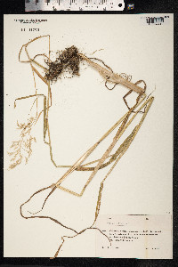Milium effusum image