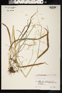 Milium effusum image