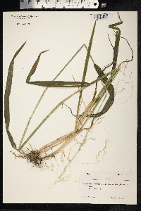 Milium effusum image
