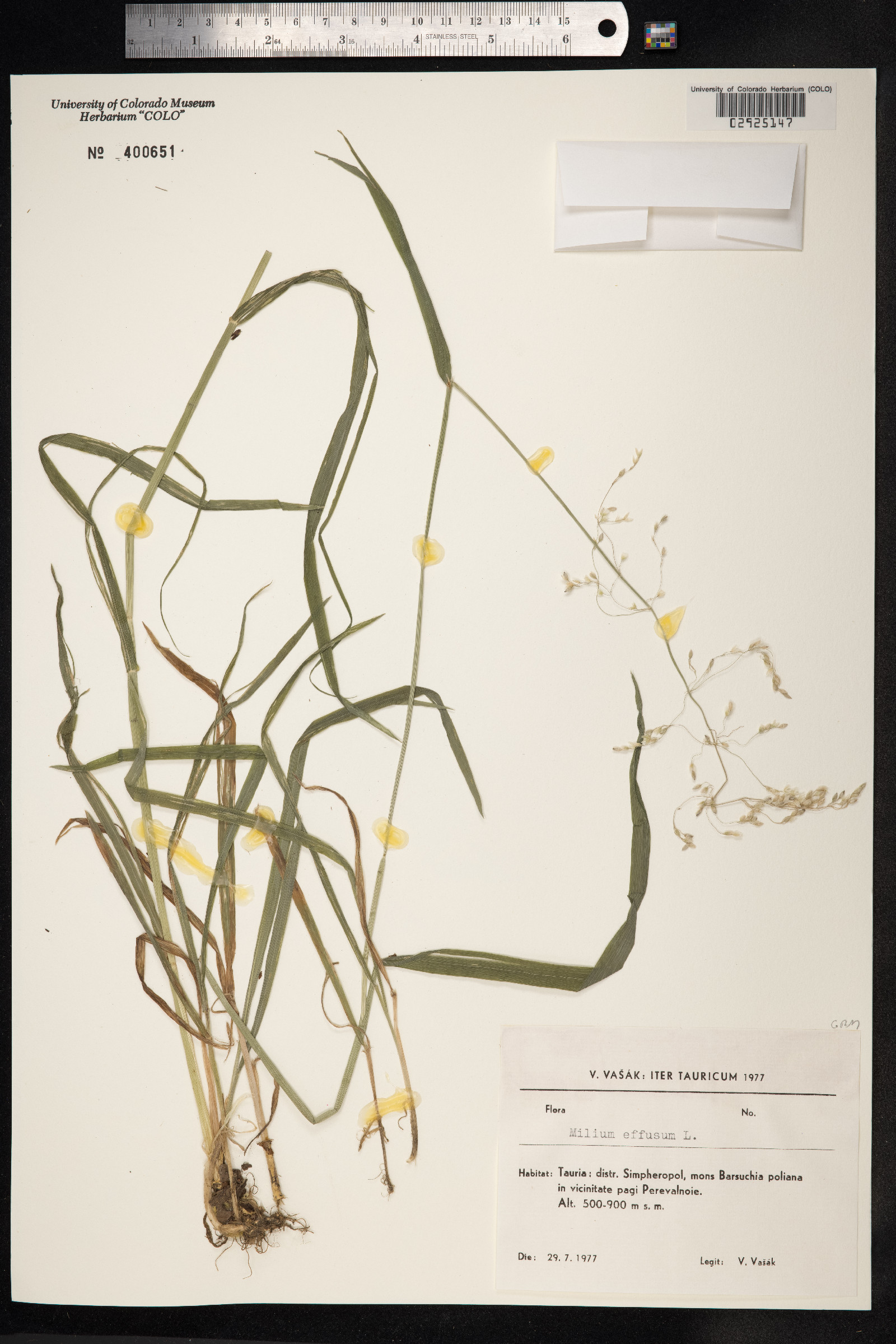 Milium effusum image