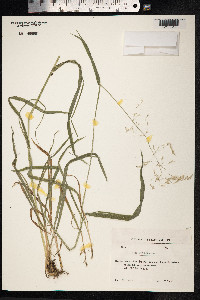 Milium effusum image