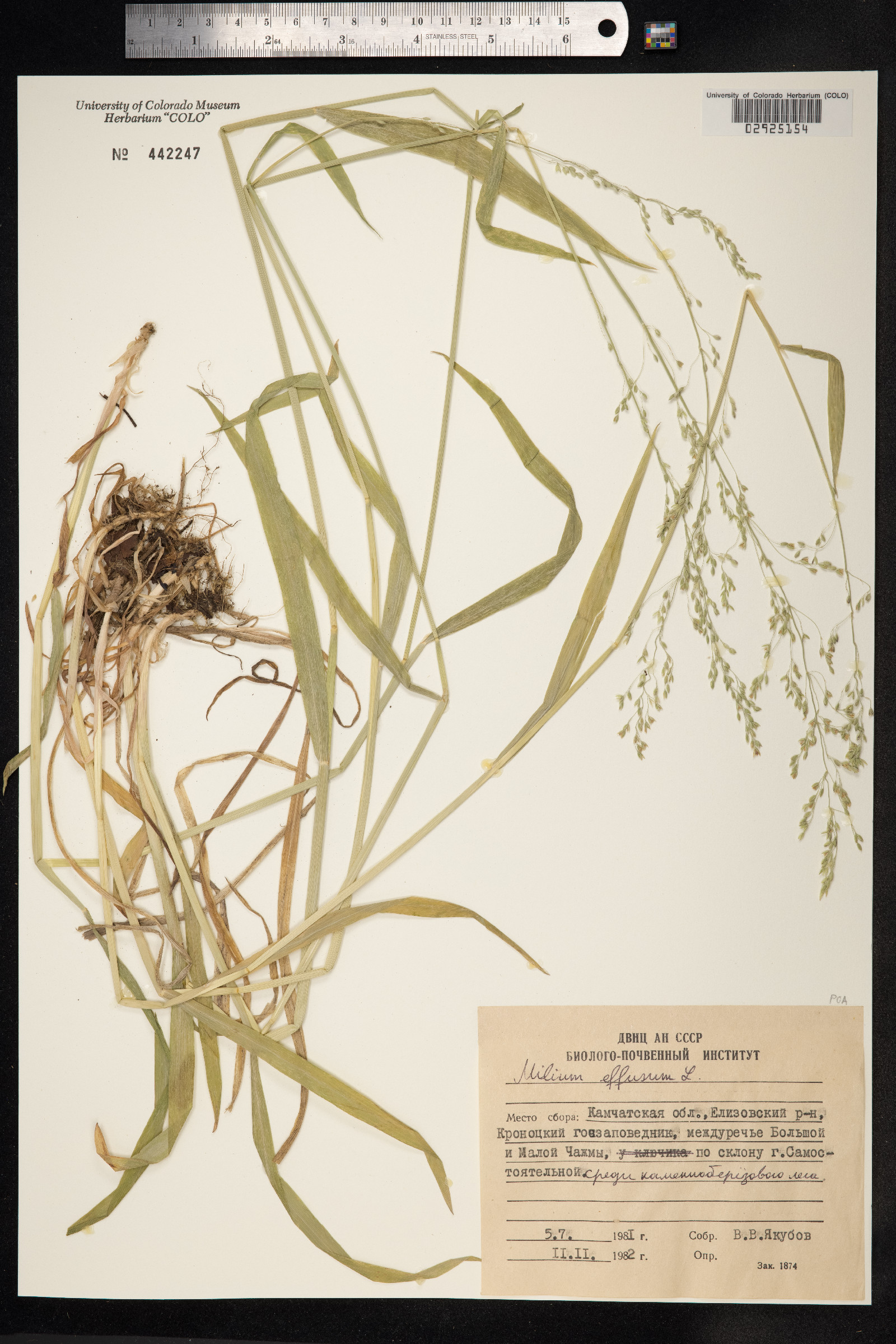 Milium effusum image