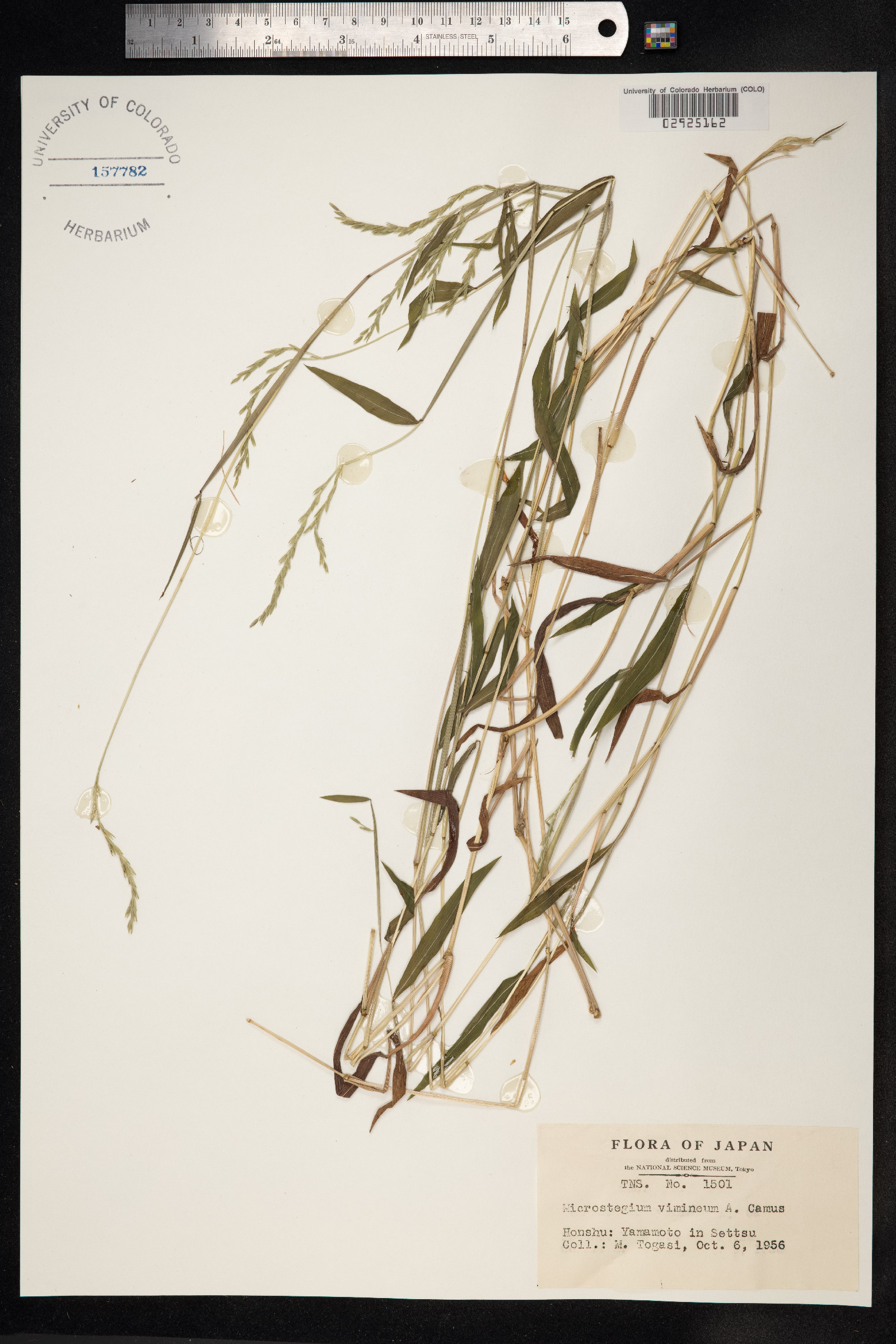 Microstegium image