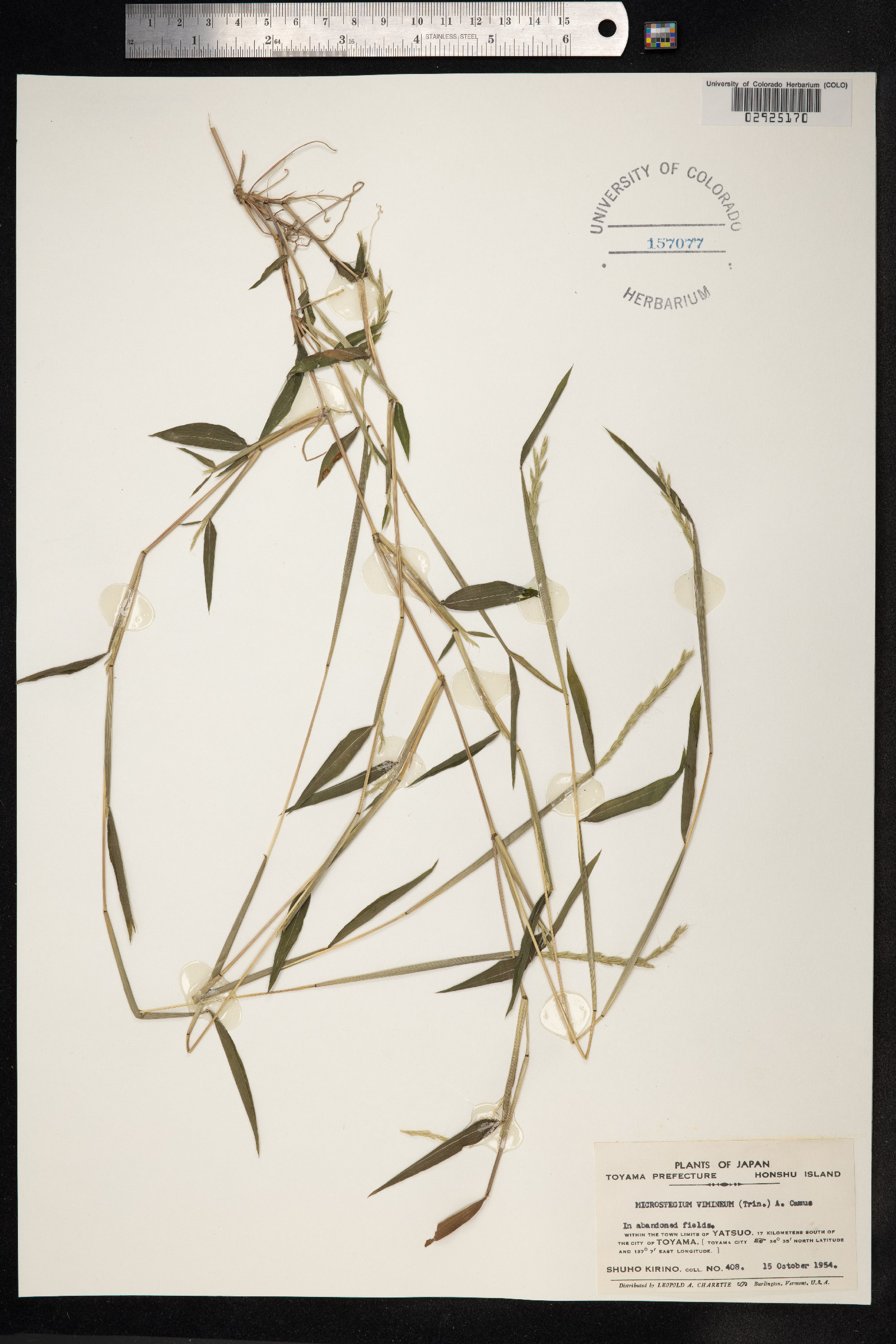 Microstegium vimineum image
